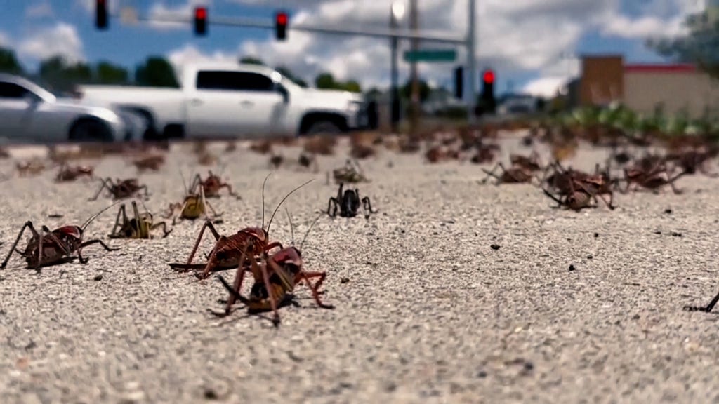 Nevada is flooded with a wart – DN.SE Nevada is flooded with a wart – DN.SE